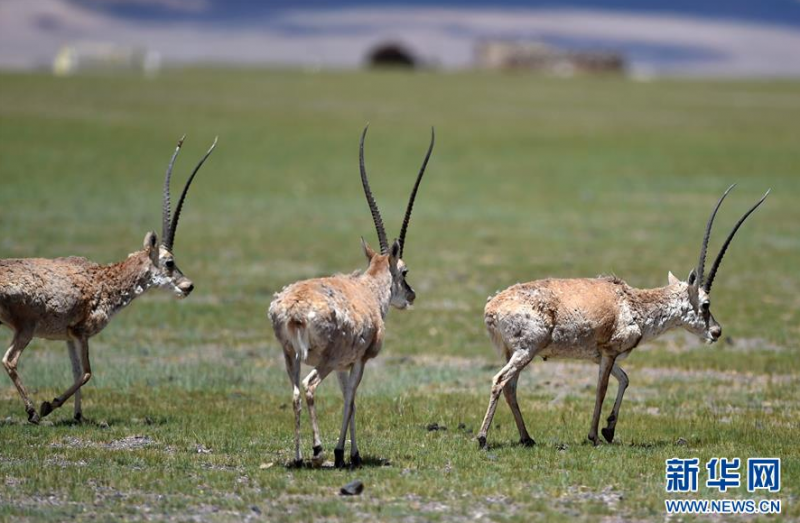 7月18日在西藏尼玛县荣玛乡附近拍摄的藏羚羊。 2000年，西藏羌塘自然保护区晋升为国家级自然保护区。20年来，经过西藏各级各部门的不懈努力，羌塘国家级自然保护区内的重点保护野生动物种群数量明显增加，其中，藏羚羊种群数量由原来的5至7万只，恢复到目前的15万只以上。羌塘国家级自然保护区核心地带的西藏尼玛县荣玛乡附近，目前就有近6万只藏羚羊。 新华社记者 觉果 摄