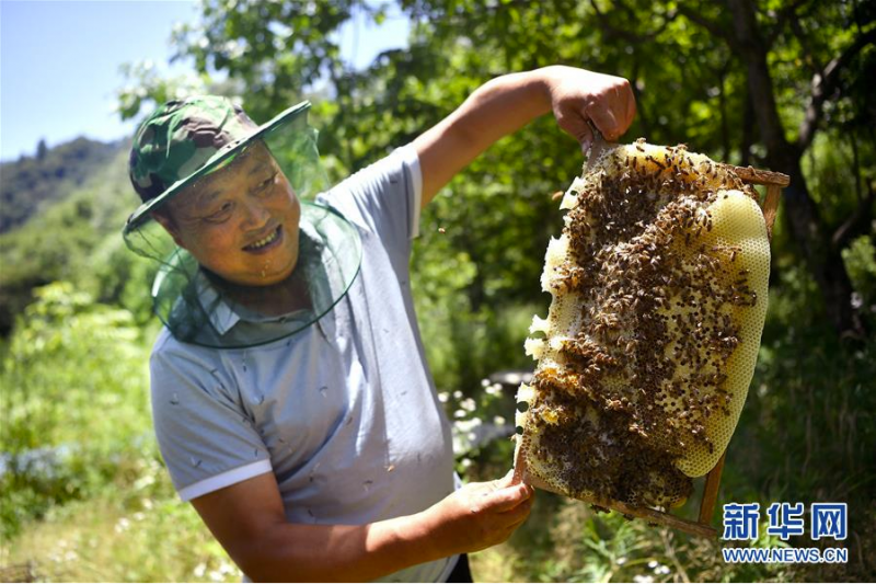 陕西省留坝县火烧店镇天星亮村村民在展示扶贫社养殖的蜜蜂（7月2日）。新华社记者 刘潇摄