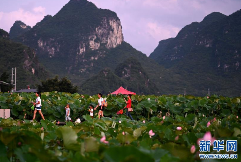 6月28日，游客在广西柳州市柳江区百朋镇万亩荷塘里游玩。新华社发（黎寒池 摄）