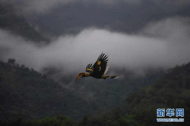一只双角犀鸟在飞行中（7月4日摄）。新华社发（朱边勇 摄）