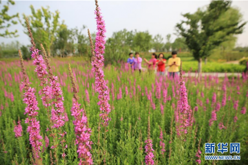 6月27日，市民在迁西县长河带状公园内游览。新华社记者 牟宇 摄