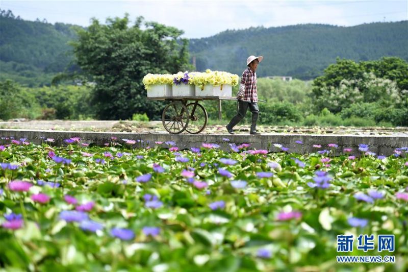 　　8月5日，在广西柳州市柳北区石碑坪镇下陶村，村民在转运刚采摘的九品香水莲花。 近日，柳州市柳北区石碑坪镇下陶村种植的九品香水莲花进入丰产期，村民忙采摘、加工莲花。近年来，为了提升经济效益，柳北区石碑坪镇将水田进行资源整合，打造九品香水莲花种植基地，并对花朵进行加工，制成莲花茶，提升了经济效益，成为农民脱贫致富的新途径。 新华社发（黎寒池 摄）
