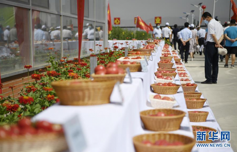 7月27日，参会者在展览现场观看由不同种子培育出的西红柿产品。 当日，第七届宁夏种业博览会在宁夏回族自治区石嘴山市平罗县种子小镇泰金种业产业园开幕。本届种业博览会有来自国内外150家种子企业的8大类4000个品种参展，为制种产业发展、农户科学选种搭建平台，让小种子为乡村振兴带来新动力。 新华社记者 王鹏 摄