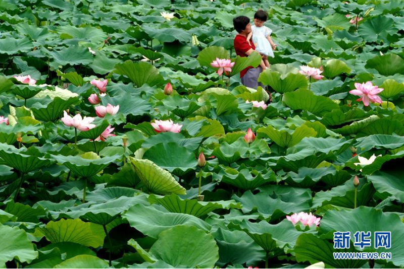 6月30日，市民在河南郑州紫荆山公园内观赏荷花。新华社记者 李安 摄