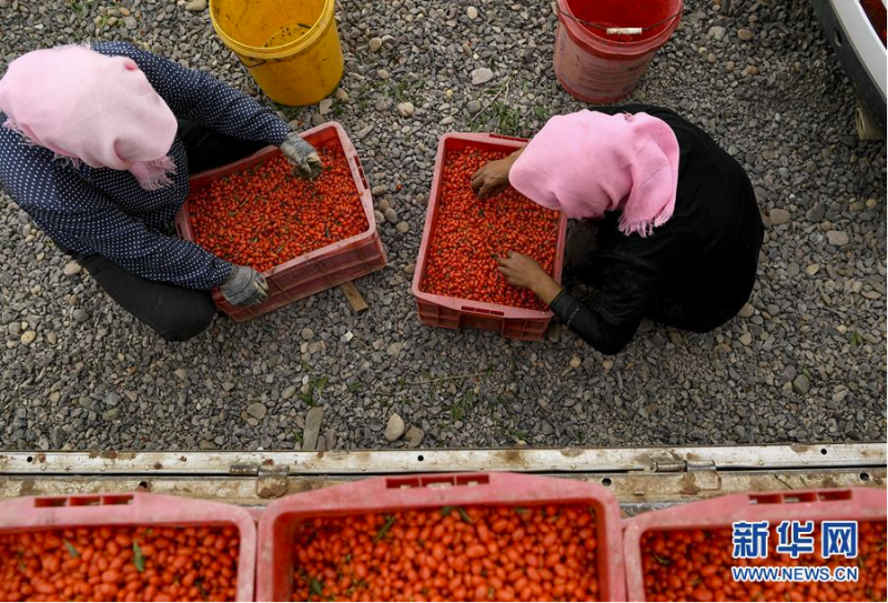 采摘工在宁夏中宁县玺赞生态枸杞庄园将采摘的枸杞称重登记（6月30日摄）。新华社记者 冯开华 摄