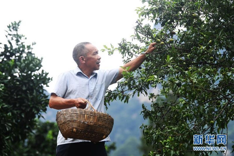 7月3日，下庄村党支部书记毛相林在采摘脆李。当年他曾带领村民修出一条“通天路”。 新华社记者 王全超 摄