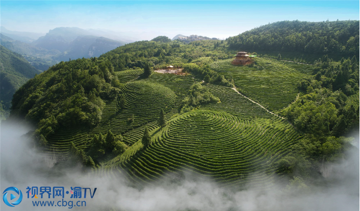 青翠白马山 香飘贡茶园（白马山贡茶院）摄影：王俊杰