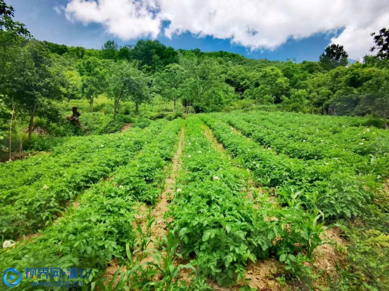 东安镇乡充分利用当地资源优势和自然气候特点，种植洋芋6000余亩，有种植户2800余户。