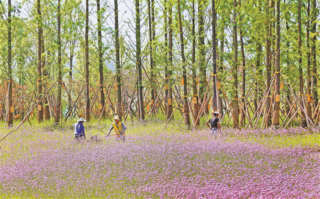     广阳岛抗战遗址片区，工人们正在养护花木，马鞭草花开得正艳。