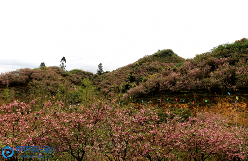 天台花谷的5万多株樱花，花期一般是3月底到4月中旬左右。