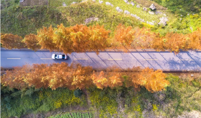 汽车在202省道两旁橘红的杉树中穿行。盘山而上沿途的杉树、梧桐各显姿态，总能轻易俘获你的芳心，202省道上的杉树颜色尽放，一棵似一团火，一排似一片霞，行至高处，放眼远眺，橘红色的杉树包裹着灰白的道路，两种颜色交相辉映形成了别样的乡村风光。