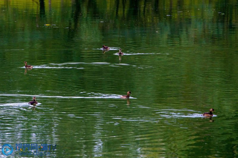 11月27日，水鸟在梅江河县城段河面上嬉戏、飞翔，与在河边垂钓的市民和谐共处。近年来，秀山下大力气保护生态环境，随着生态环境及境内河流水质的改善，为野生水鸟繁衍提供了栖息地，越来越多的水鸟在此安家，当地群众也自觉对它们进行保护，各类野生水鸟的数量与种类逐年递增。