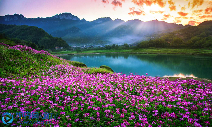 白马王子湖 仙女相思泪（石桥湖花海）摄影：王俊杰