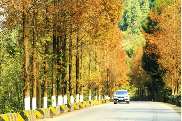 道路两旁杉树橘红。