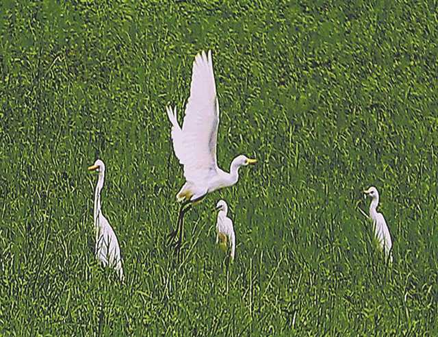     茵茵草地引来白鹭觅食。