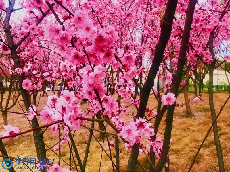 微信图片_20200309161438