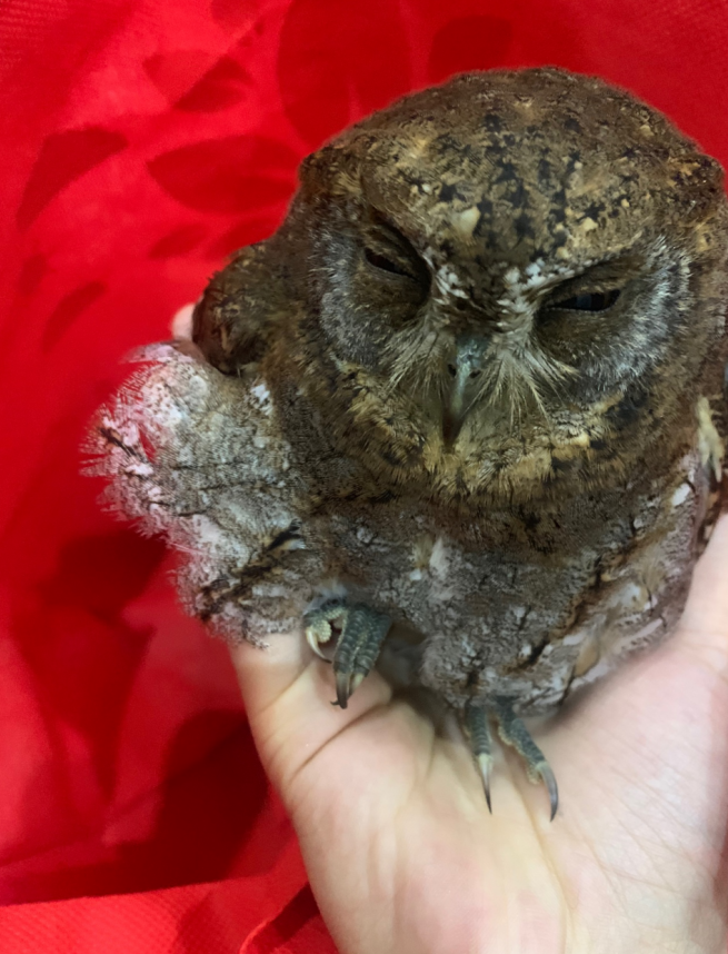 "猫头鹰"撞上家养猫 民警深夜救助国家二级保护动物