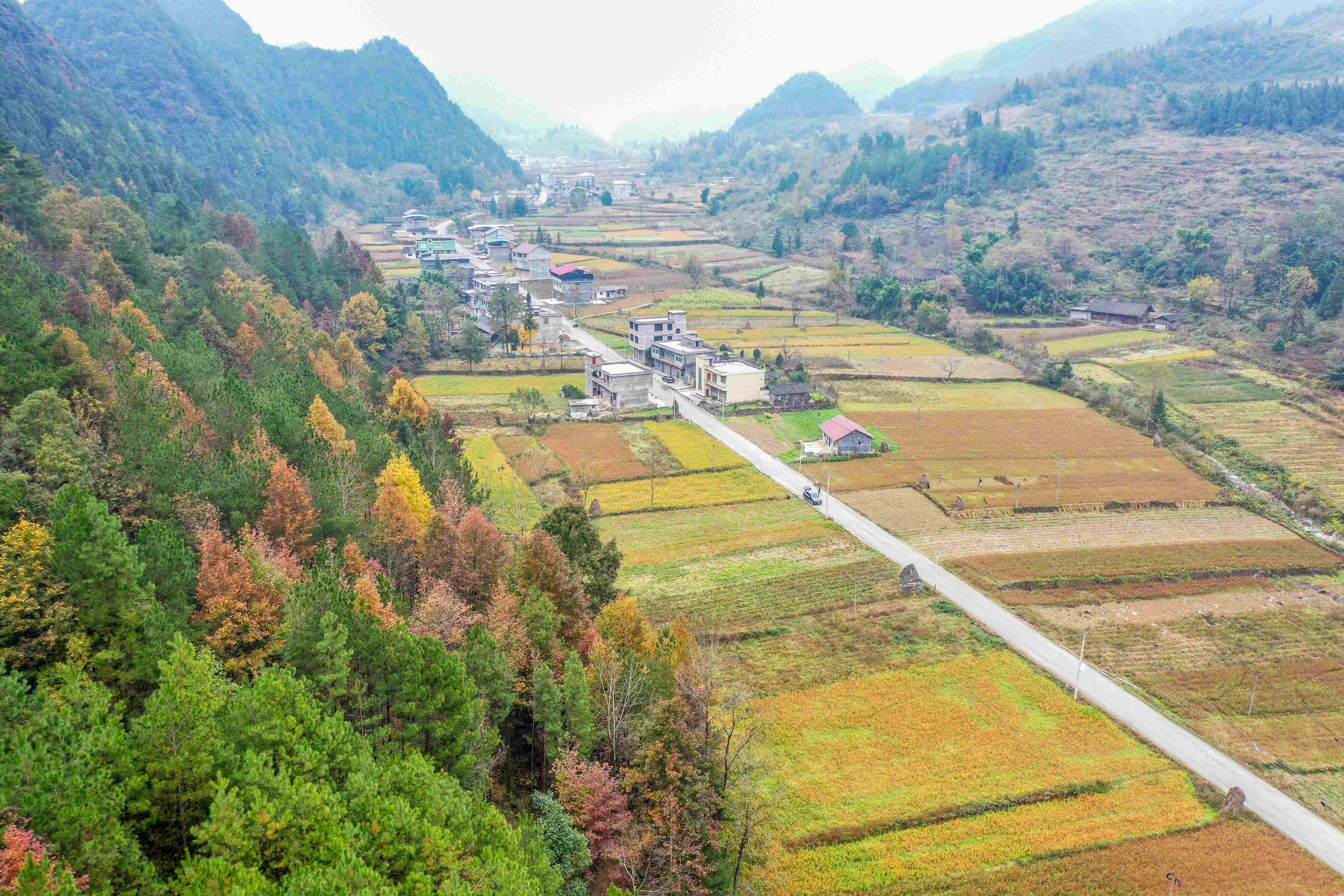 2020年11月16日,在重庆市酉阳土家族苗族自治县后坪乡前锋村,村民正在