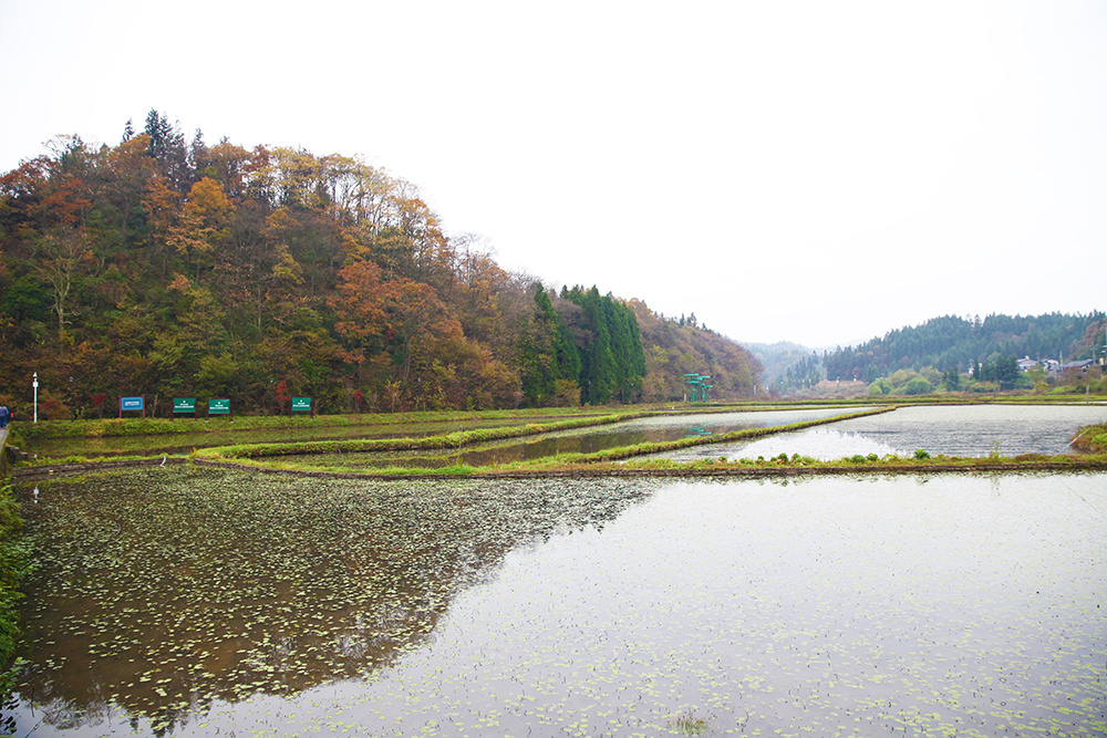 巫溪红池老总_巫溪红池坝