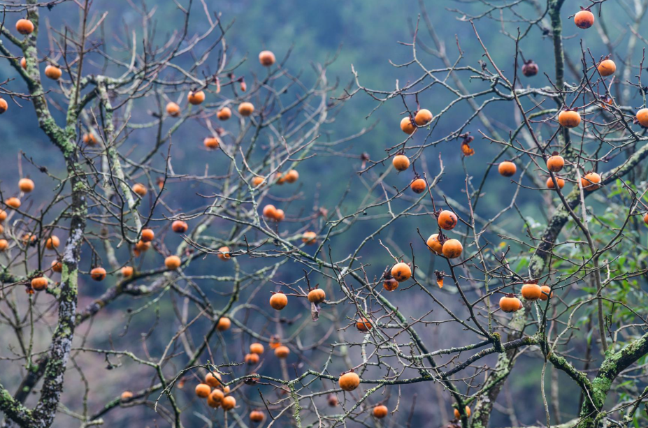 漫山柿子别样红 满树枝头挂"灯笼"