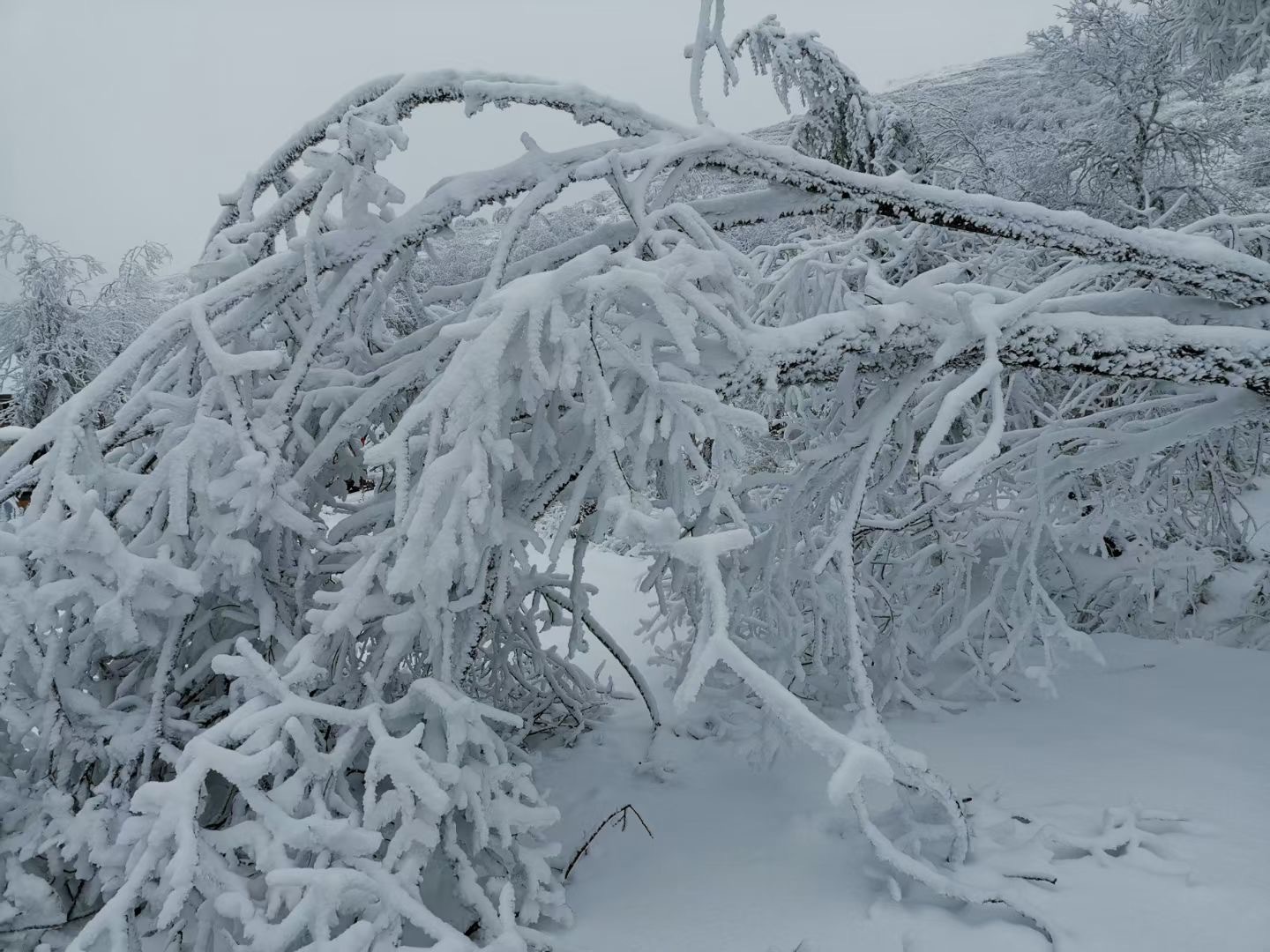 重庆奉节雪景图片