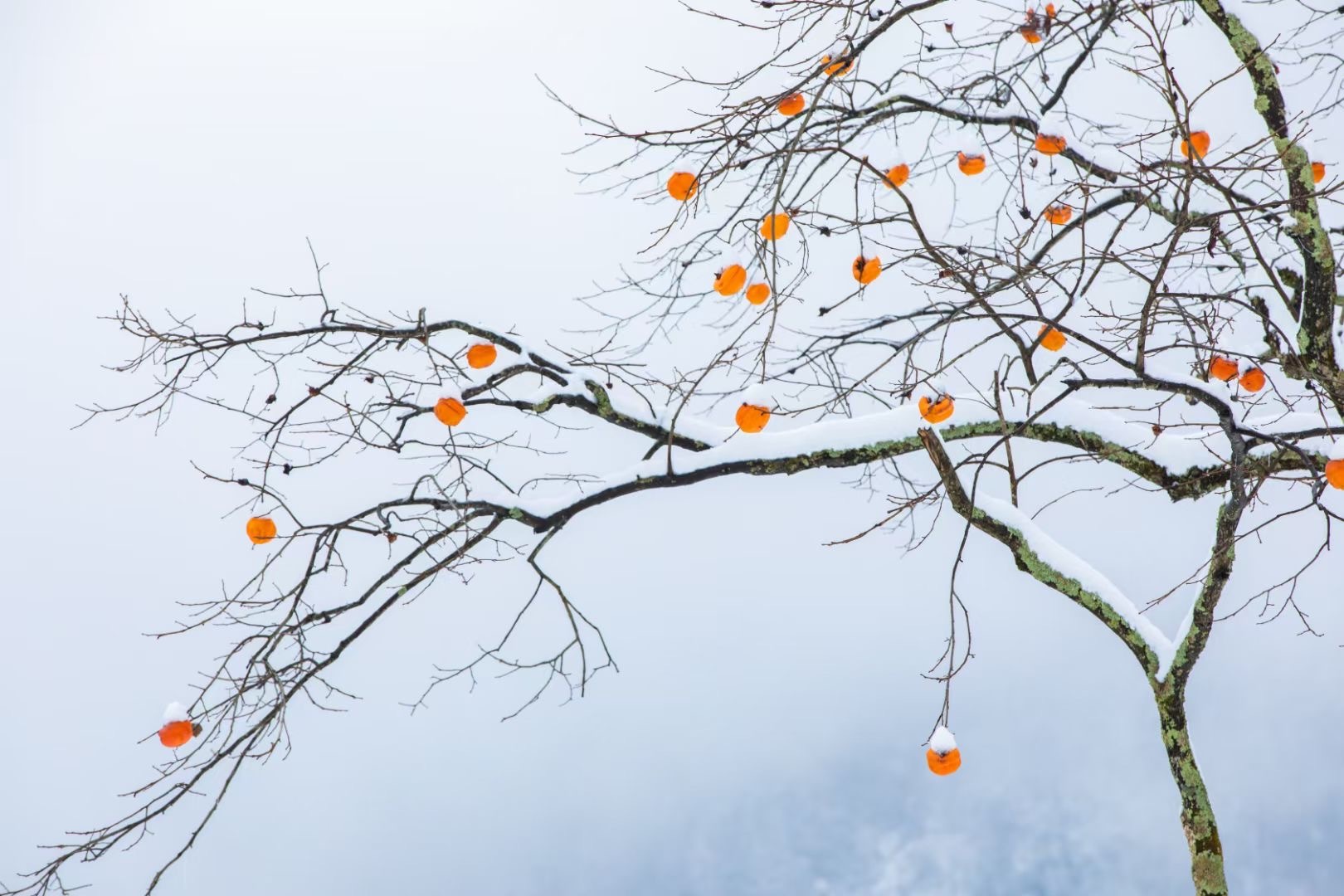 积雪沉淀在红彤彤的柿子上面,像一个个小灯笼.(周健 摄)