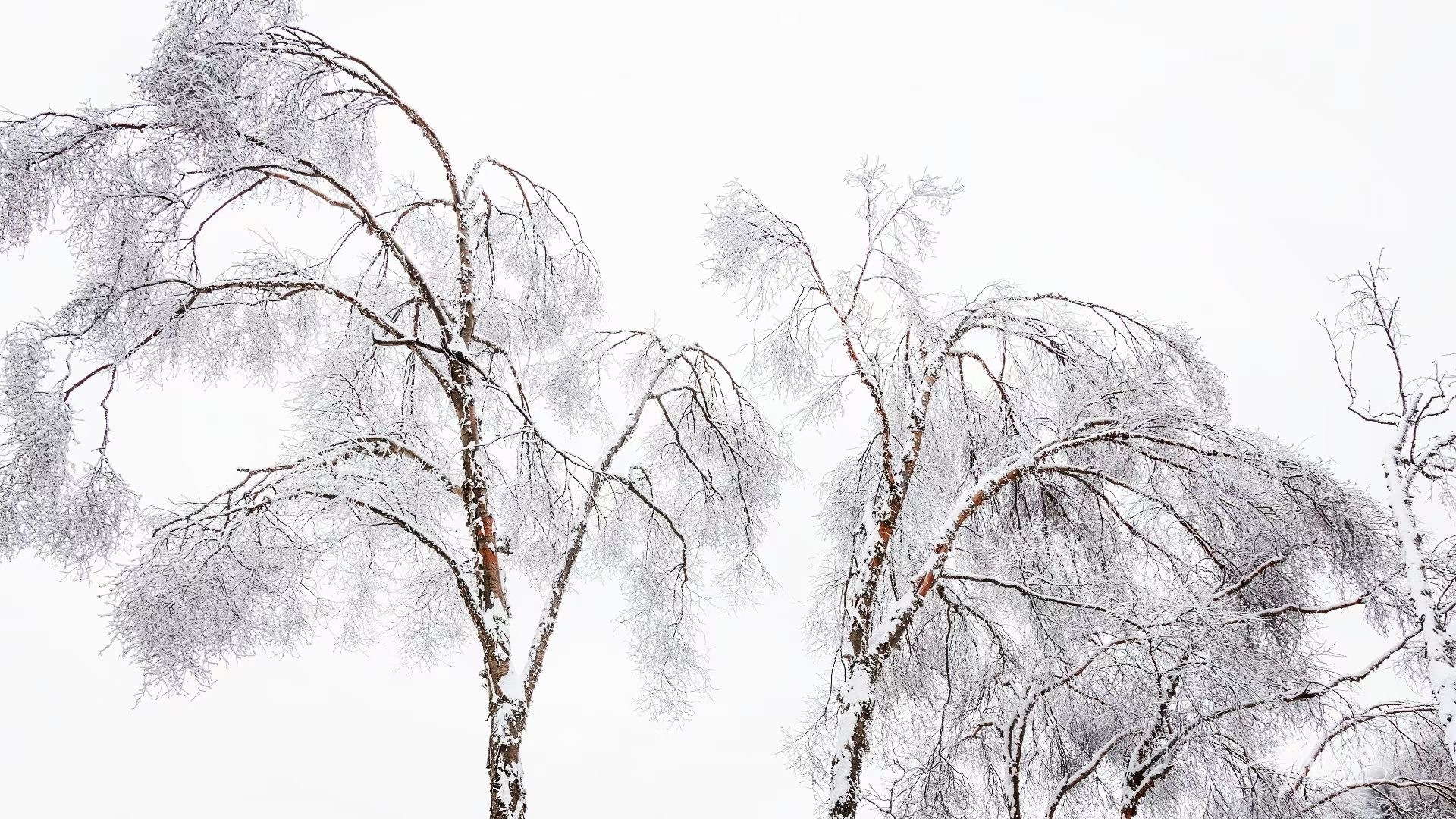 重慶城口:雪後美景 更顯寧靜