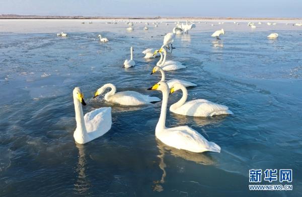 甘肃张掖:大批白天鹅“打卡”黑河湿地 甘肃张掖:大批白天鹅“打卡”黑河湿地