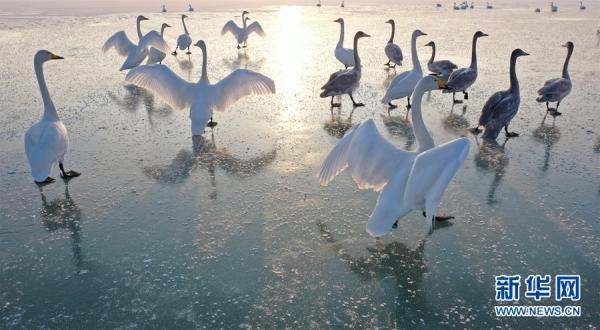 甘肃张掖:大批白天鹅“打卡”黑河湿地 甘肃张掖:大批白天鹅“打卡”黑河湿地