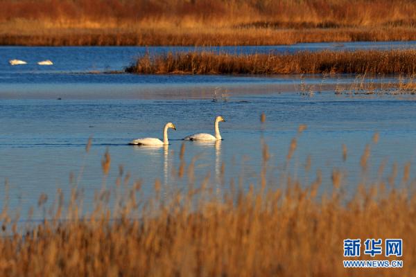 甘肃张掖:大批白天鹅“打卡”黑河湿地 甘肃张掖:大批白天鹅“打卡”黑河湿地