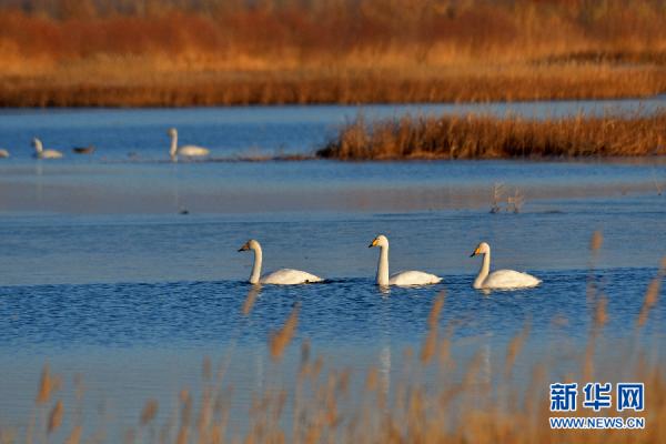 甘肃张掖:大批白天鹅“打卡”黑河湿地 甘肃张掖:大批白天鹅“打卡”黑河湿地