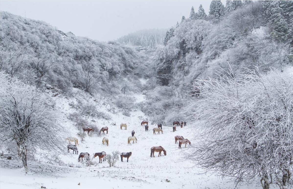 圖為雪地中覓食的成群牛馬.(王俊傑攝)