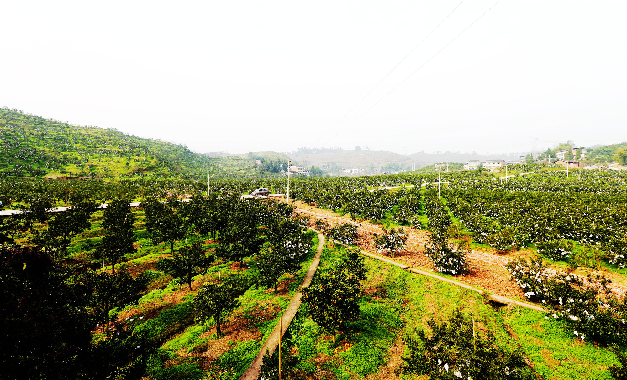 重庆垫江包家镇柑橘大丰收产值可达8000万元