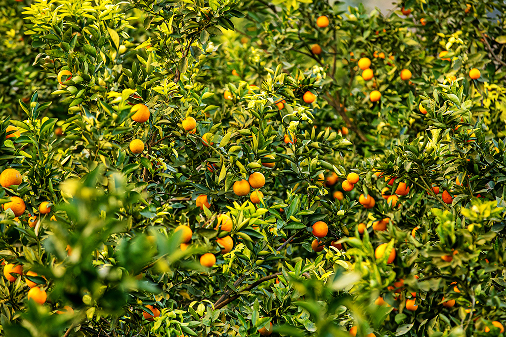 漫步于橘园里,那馥郁的芬芳,满眼的翠绿……令人惬意无比.