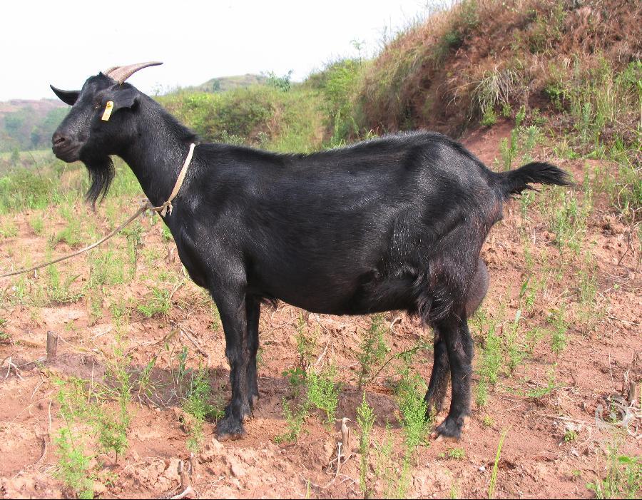 据悉,"大足黑山羊"商标于2008年4月获准国家商标局注册,成为当年重庆