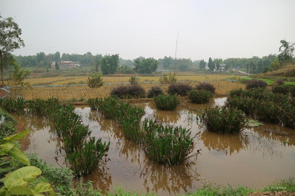 季家镇让输血变造血发展特色产业成为群众脱贫致富的金钥匙