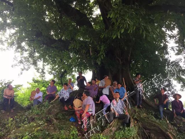 万州周边辣么大的黄桷树树干要十人合围才行你见过吗