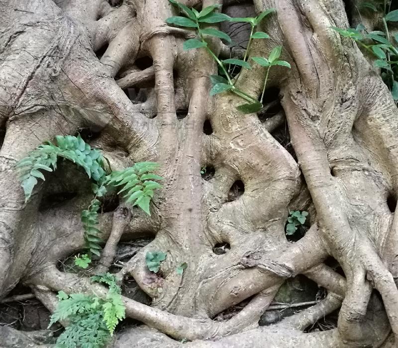 这棵黄葛树的根快成网红了