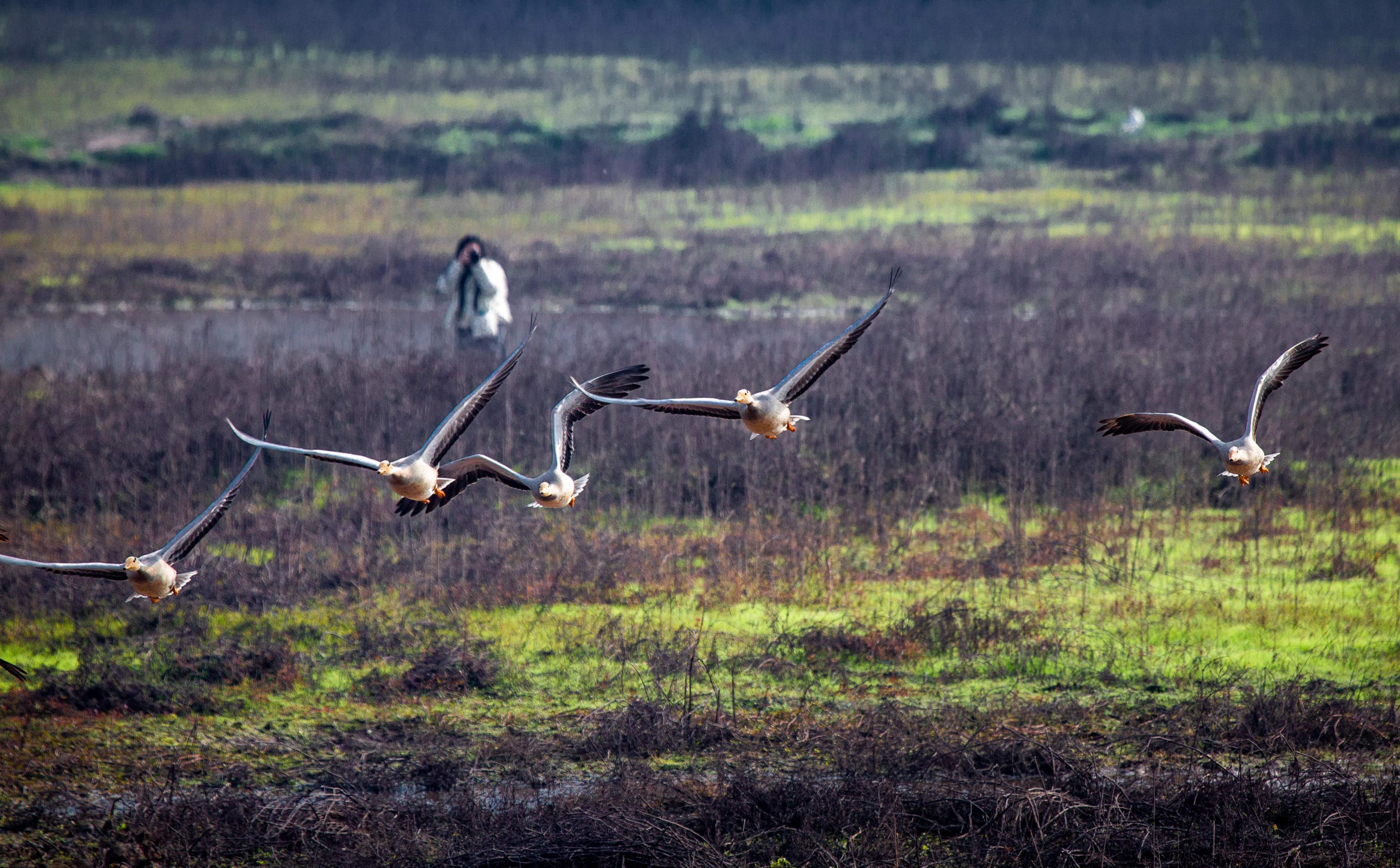 近日,一群生活在高原地带的国家一级保护动物"斑头雁"飞来璧山越冬