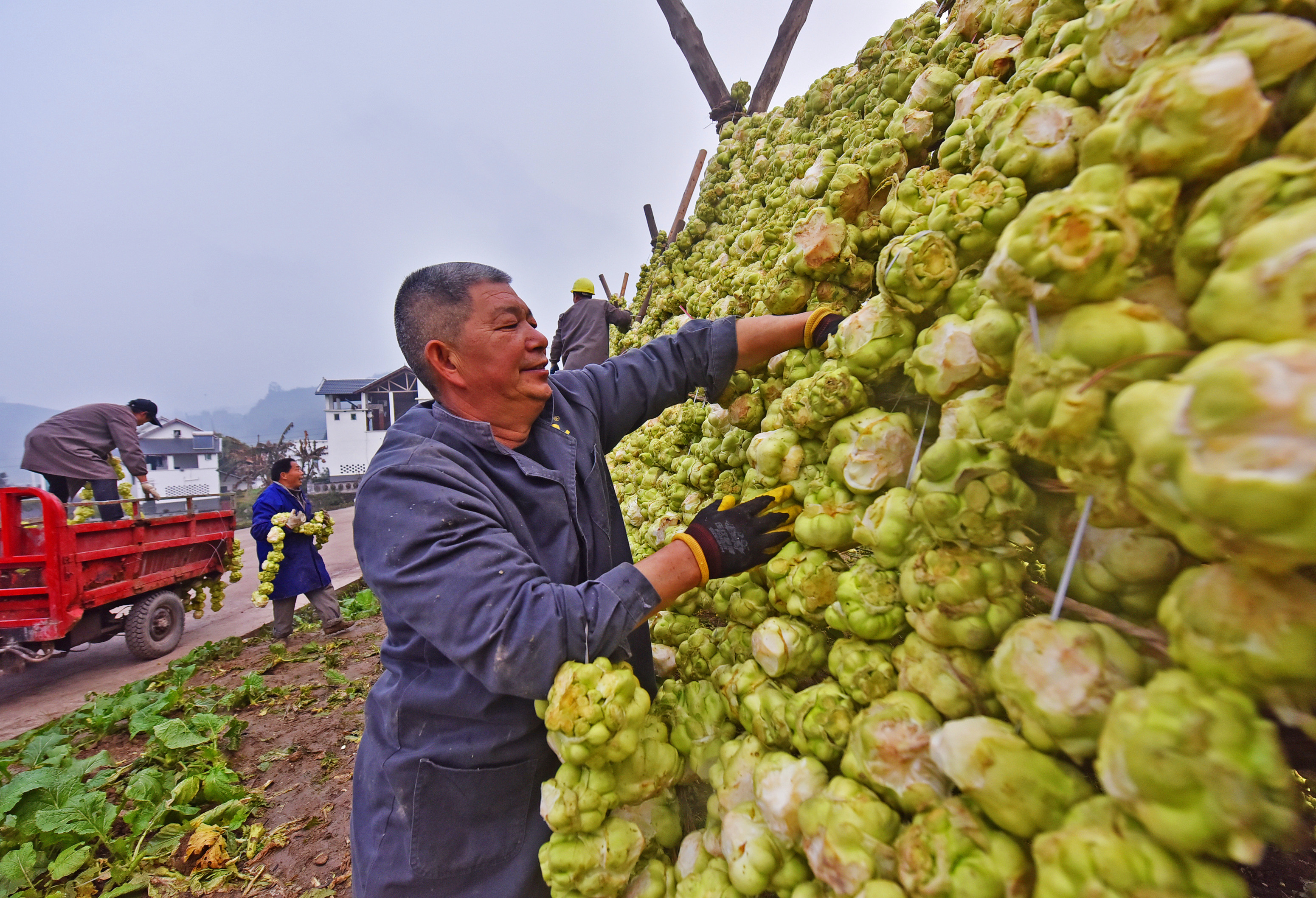 重庆涪陵:青疙瘩变金疙瘩