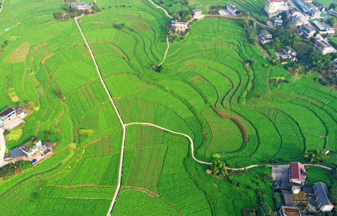 近期,重庆涪陵的青菜头正式进入收获季节,田间地头一片繁忙景象.