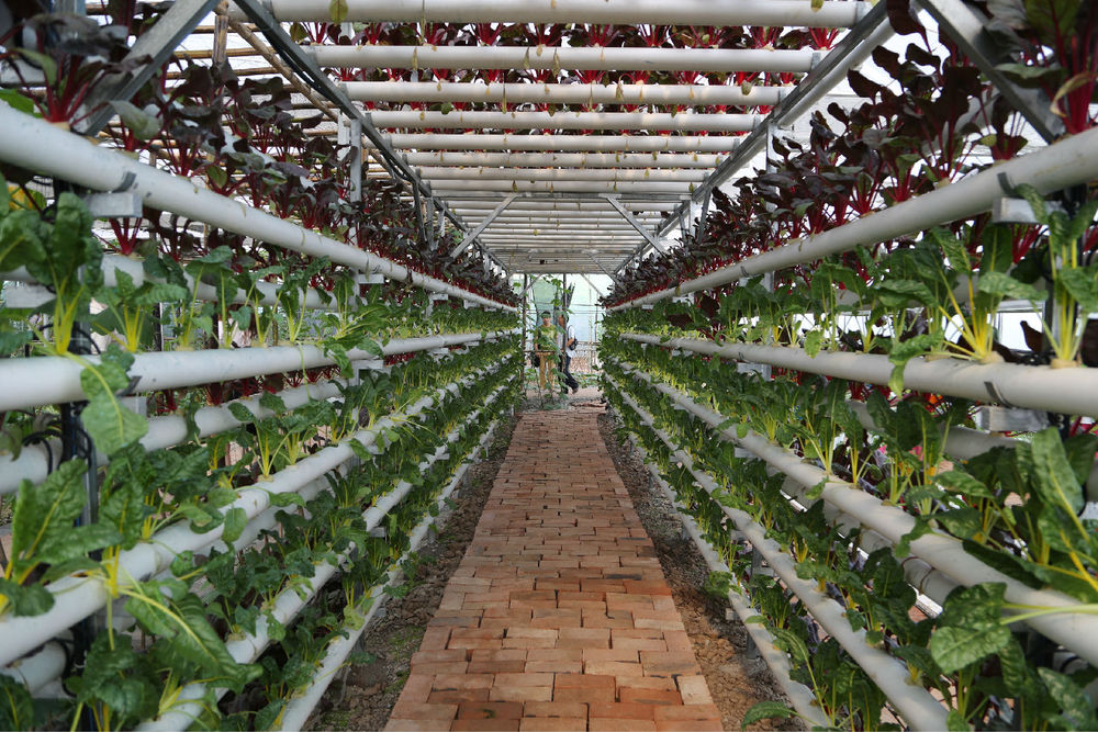 欢度国庆畅玩农博园今天10点钟綦江手机台现场直播