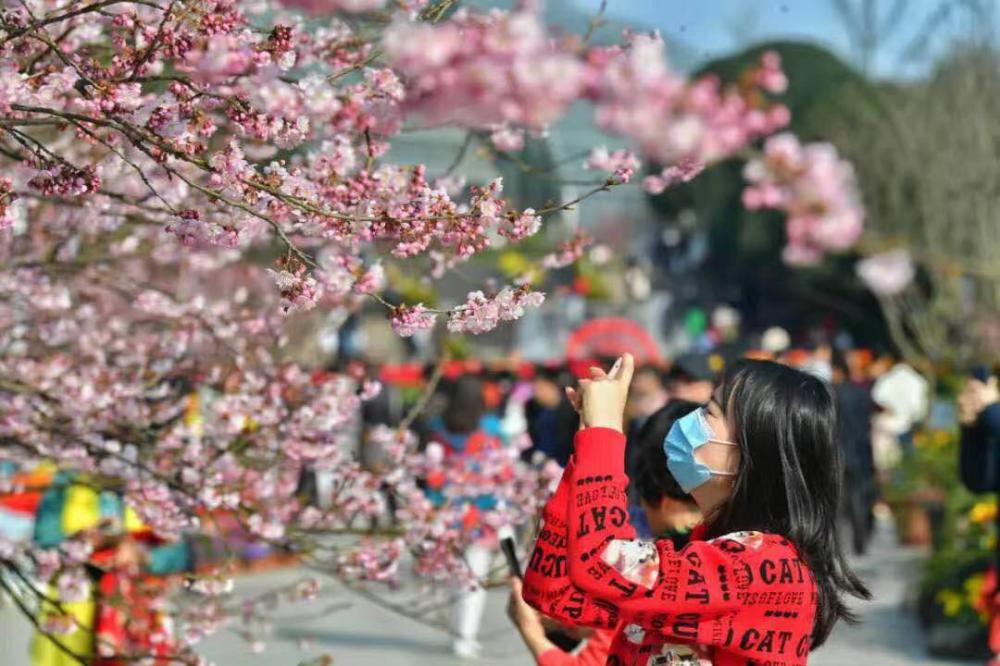 (14日)13时,南山植物园车流量较大,南山公园路,南山公园北路交通拥堵