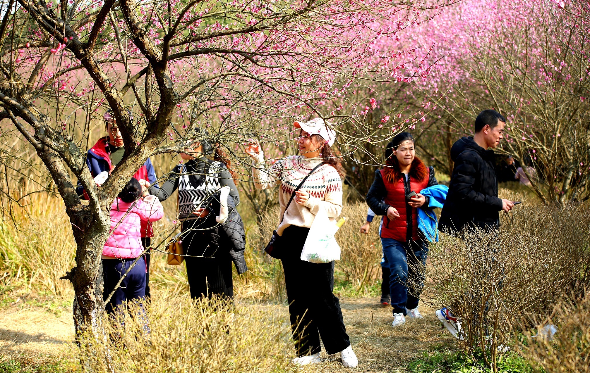 梅花迎春开 市民踏春行