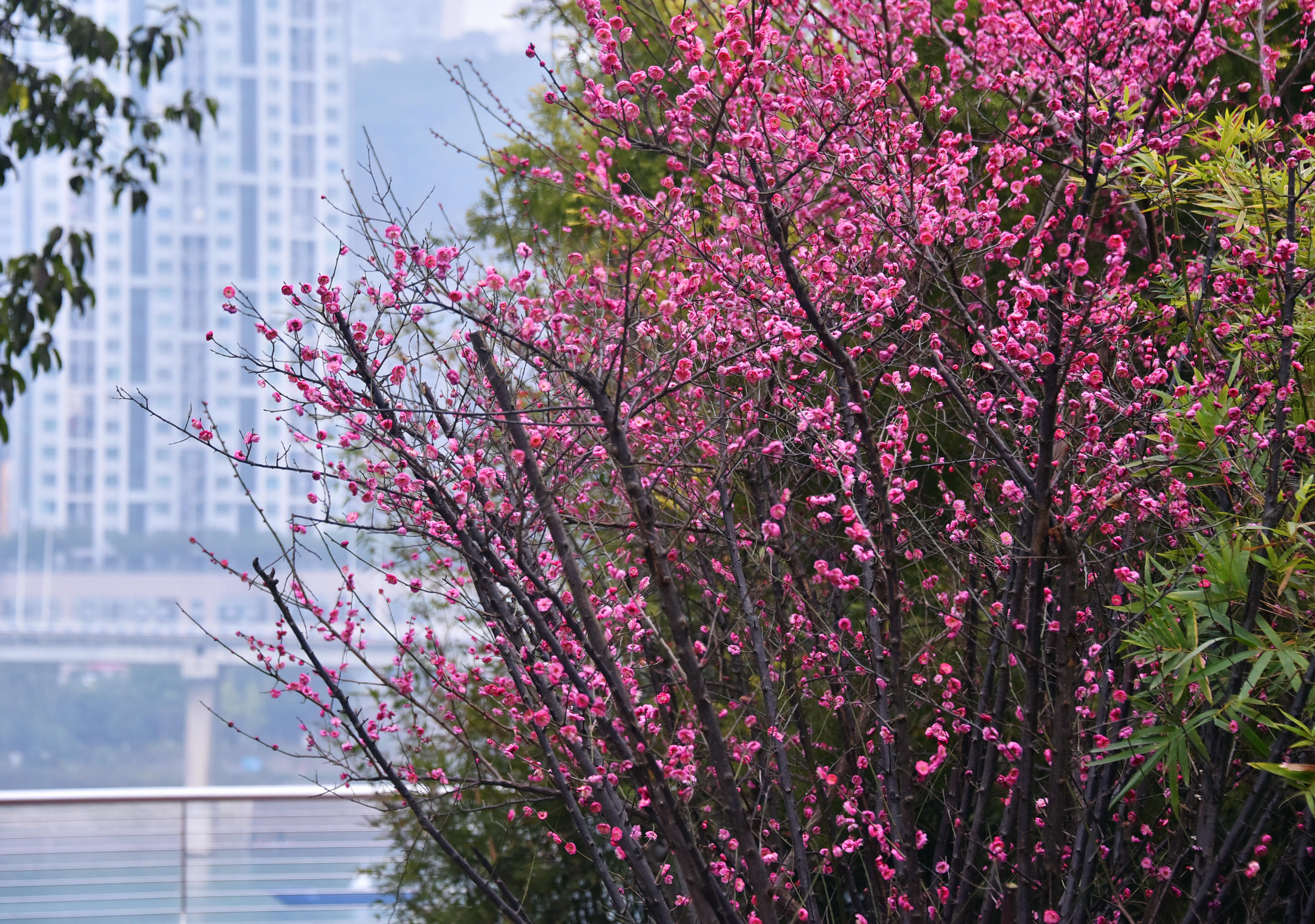 江东滨江公园红梅盛开.摄:黄河