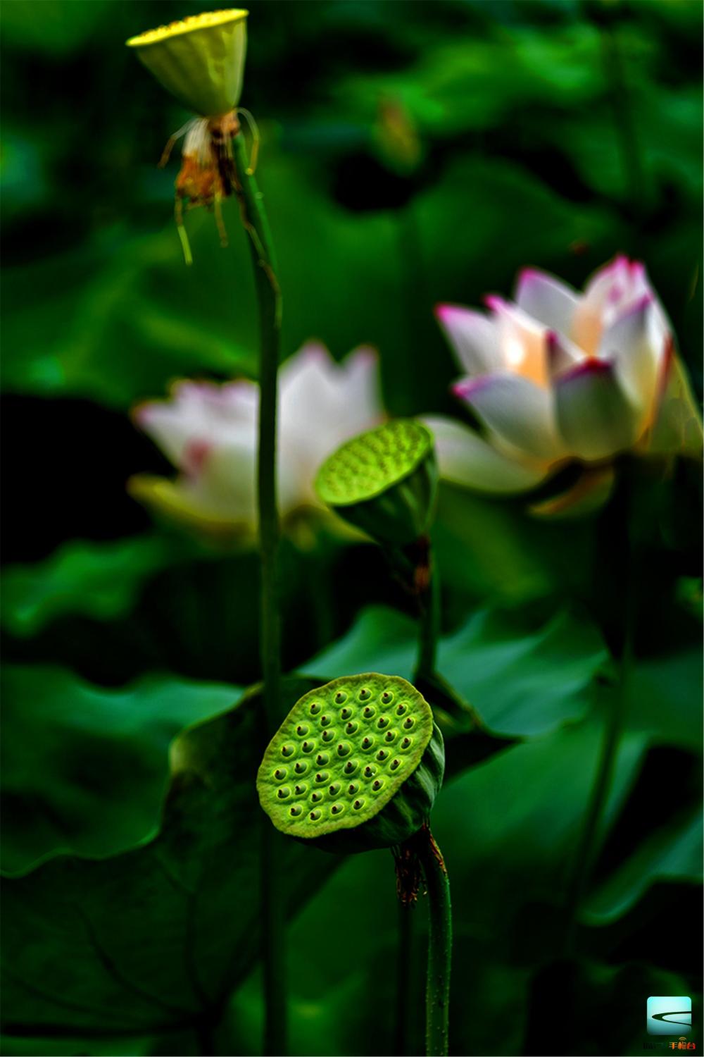 王荣 摄 (2)