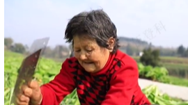 重庆合川：蔬菜丰收 集体增收