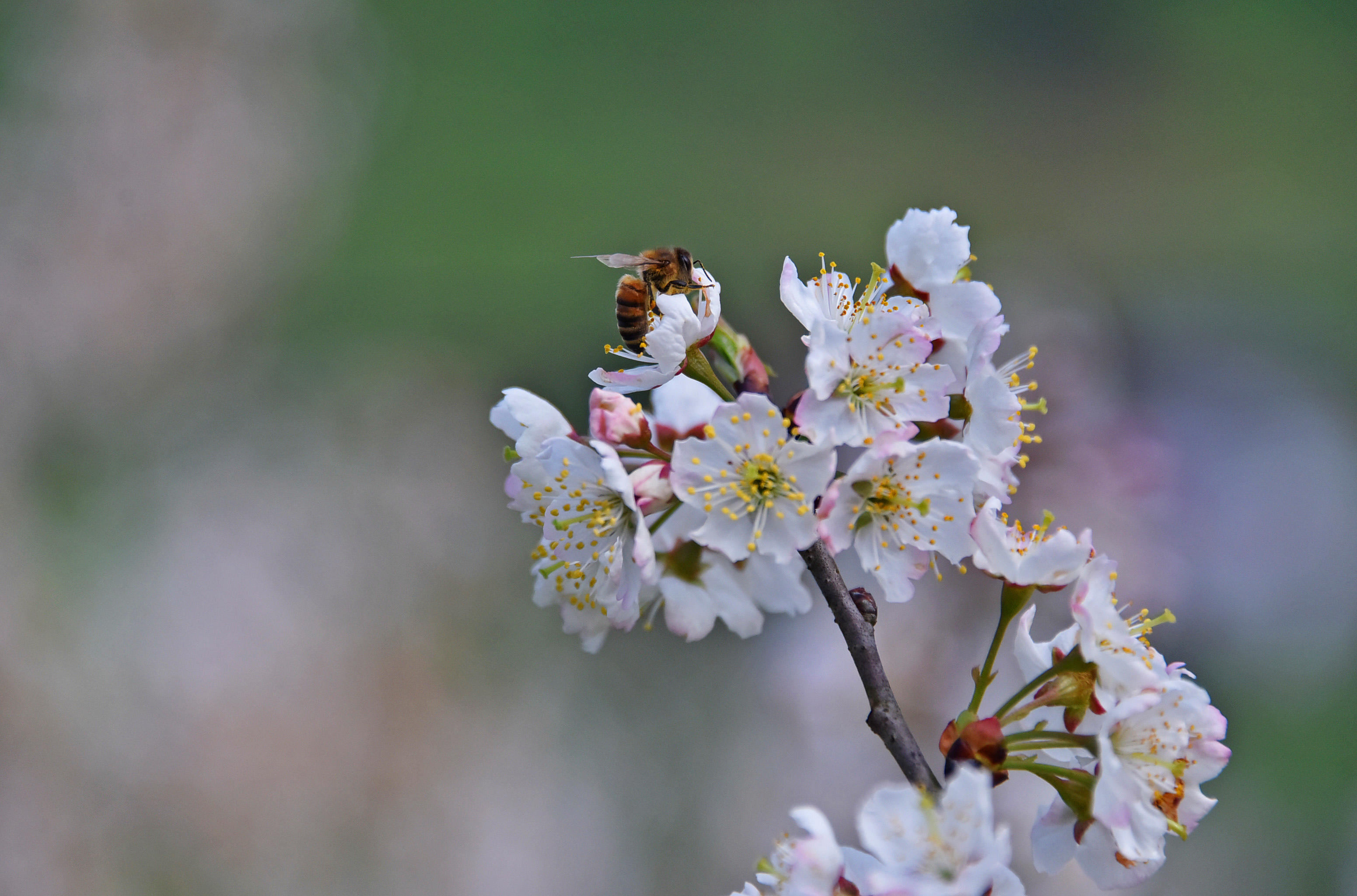 蜜蜂在樱桃花上采蜜.(摄:黄河)