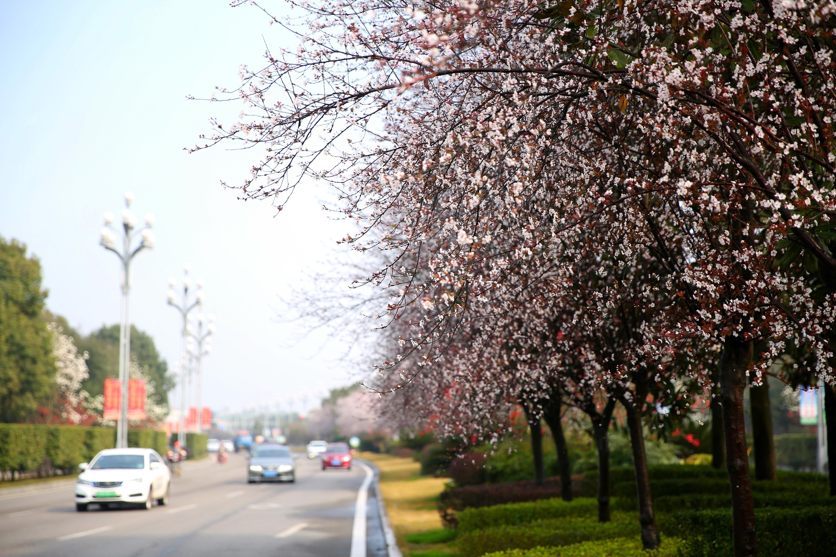 重庆春天的景色图片
