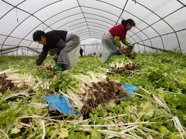 一-西彭镇元明村，村民在采摘芹菜。-记者-邬姜-摄-